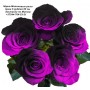 Чёрно-малиновые розы, чёрные розы